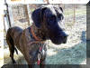 Great Dane Puppies , Great Danes for Sale , Great Dane Breeders